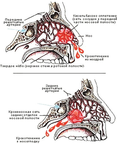 Анатомия сосудов носа