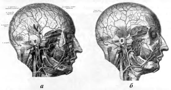 Артерии (а) и вены (б) головы